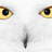 taoafl's profile image