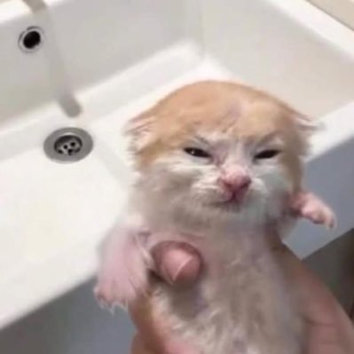 avocadogurlzx's profile picture. 