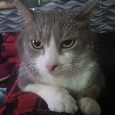 Erwinzao's profile picture. 