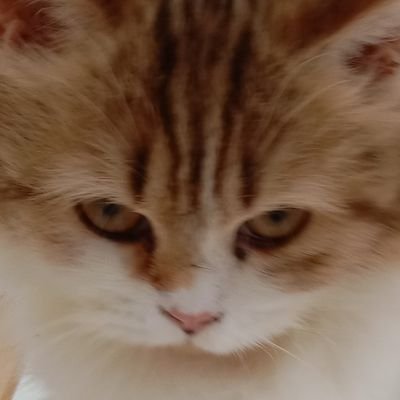 BBdoubleBAM's profile picture. 🐍 DOUBLE B 👑