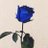 Alice_ho_da's profile image