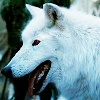 Jon Snow @watchersnow 's Direwolf. Albino. I enjoy hunting rabbits. I love my Master. I've got 3 brothers and 2 sisters. Bother my sleep and I might eat you.