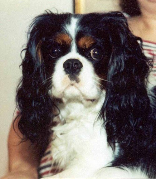 Information about major health disorders afflicting the cavalier King Charles spaniel.