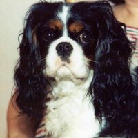 Cavalier Health (@cavalierhealth) 's Twitter Profile