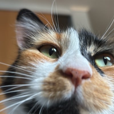 Cccotisnrx's profile picture. 