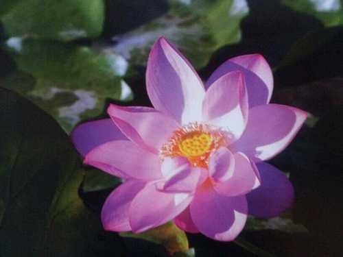 dhrwn3535's profile picture. 지리산 청학동 도인