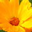 Daisyellow's profile image