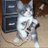 griffon_play's profile image