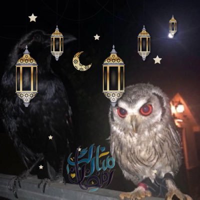 dmwo_'s profile picture. - احرِصْ على ما ينفَعُك، واستَعِن بالله وَلا تَعْجِز. الاحتياط: @b1s3d