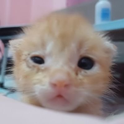 i luv my tilapia and orange cat