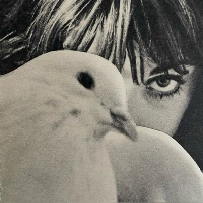 ˚˖𓍢ִ໋🦢˚Birdie ˚˖𓍢ִ໋🦢˚