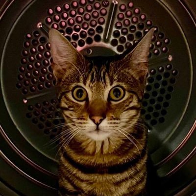 MinotJason's profile picture. Dadmin! Est.~1990 🐾Bruzer🐾Missie🐾Diego🐾Lottie jnr🐾Simba🐾Nala🐾Luna🐾🌈Twiglet🌈Lottie snr.🌈Roly🌈Bow🌈 ☮️🕊️🐾😸 #CatsAreFamily #AdoptDontShop🐾😸🐈‍⬛❤️