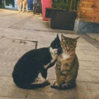 priwhyy's profile picture. Coding/Photography/Reading.. sometimes Trekking