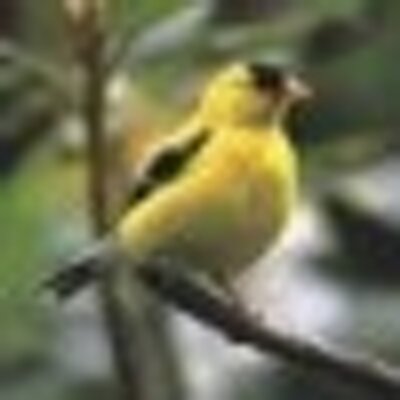 hymazorysaw's profile image
