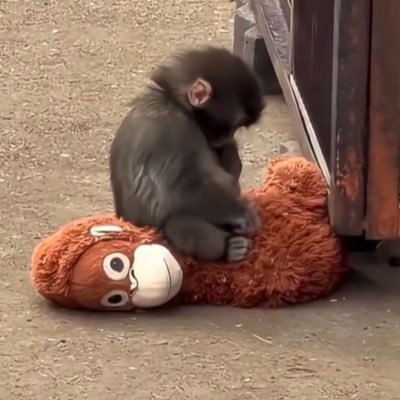 پریای شاملو 🌶️