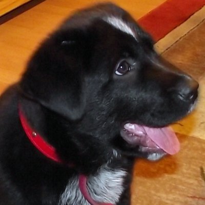 Rena z Brna 🐶🐱