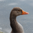 britishbirder88's profile image
