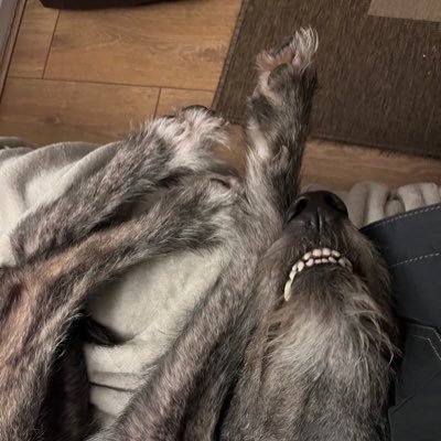 flyabout7's profile picture. Retired sky cop. Mountain biker, hill walker, beer drinker & butler to Lord Ralphington the rescued Lurcher. Ruptured brain aneurysm survivor. Be kind.💙