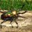 Coleo_Chroma64's profile image