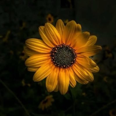 🌻…🌻