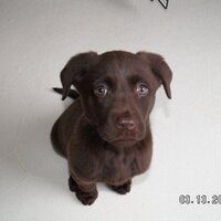 Jace (@chocolatelabs) 's Twitter Profile