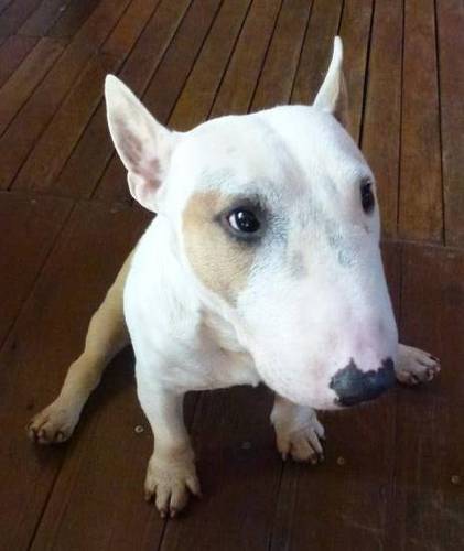 SaveBeepBeep's profile picture. BeeBeep is a nice minibullterrier, he will die soon if we don't find the disease he have more http://t.co/K9xHIfvR5R