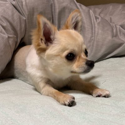戦争は嫌です。 でも挑発されたり黙ってやられるのはもっと嫌です。 プラモにわんこ、昭和の自衛隊大好き。立憲や中革連とその仲間たち、リベラルや活動家は大嫌い。通名反対。祝祭日には国旗掲揚を。変になった日本を元に戻したいだけ。スマホ画面より活字の方がいいです。電車に乗ったらまず文庫本。 無言フォローお許しください。