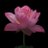 shtq11's profile image