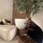 2alasma's profile image