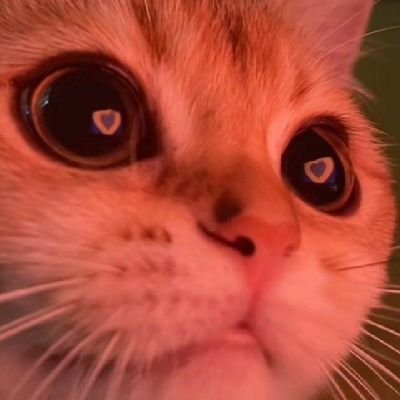 Sarah ฅ/ᐠ. ̫ .ᐟ\ฅ