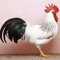 Denny (@ozzano1971) 's Twitter Profile Photo