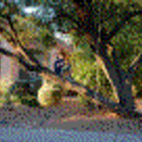 Tree Lover (@treeloversblog) 's Twitter Profile