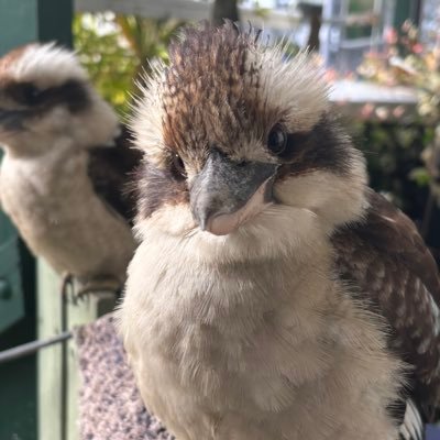 Kiki Koala, Baroness