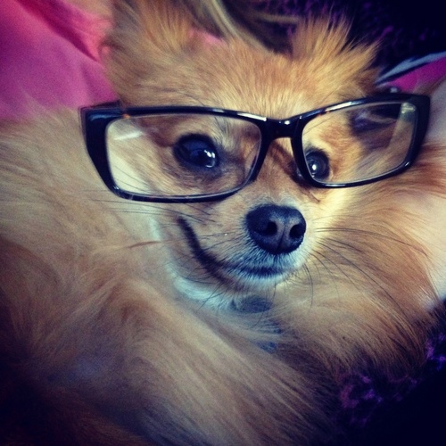 I'm Chester, I live with my humans, and my pet cat, Ollie...he is annoyed by me.