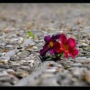 Sarah - @Sarah_RojoN1 - Twitter