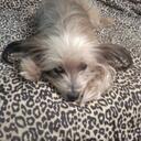 Debbie Loeffler - @kokonutthead - Twitter