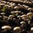 PrimeS63629's profile image