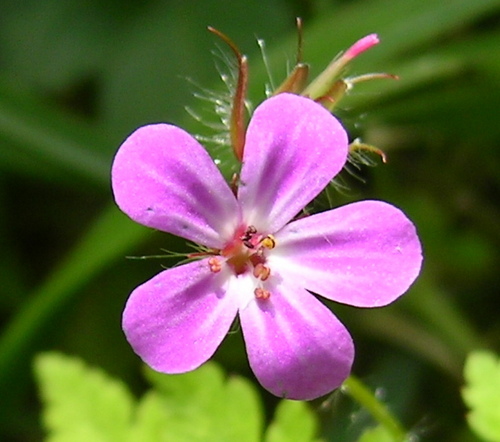 Ryenats's profile picture. The Ryedale Natural History Society. Spotting, recording & sharing local nature & wildlife.
Indoor winter meetings & summer field trips. New members welcome.