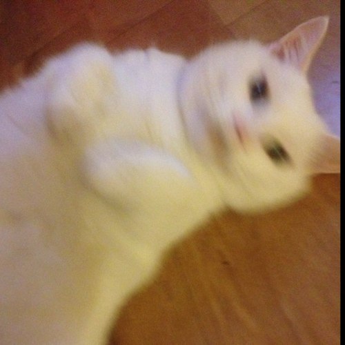 littlemssophie's profile picture. 