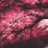 Nimxr7's profile image