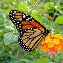 New Life Counseling - @EvelynBarton1 - Twitter