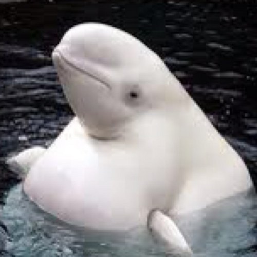 PurplePhillip's profile picture. Skater/Skier.