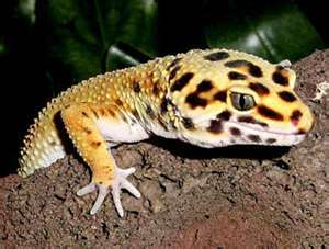 Geckogab Profile Picture