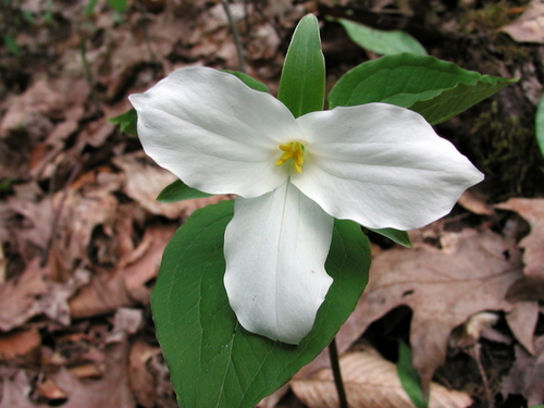 The New York Flora Association promotes field study of the plants growing wild in New York State.