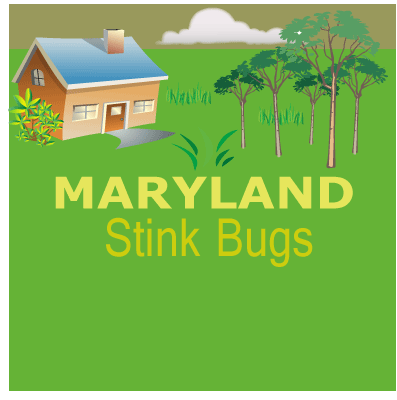 MDstinkbugs's profile picture. http://t.co/NI1ROrAMjB is a site dedicated to providing information to people who have been battling the increasing problem of Stink Bugs.