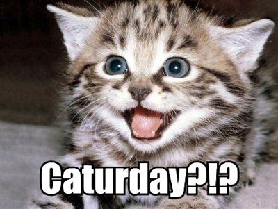 CATS! IT'S CATURDAY! Where everyday is Caturday!