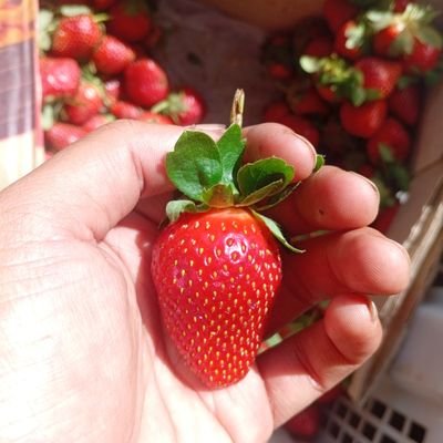 berryfresh