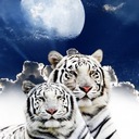 Amanda Cadwallader - @L0v3m0nk33 - Twitter