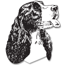 EngSpringerFdtn's profile picture. The English Springer Spaniel Field Trial Association Foundation is a tax exempt charity that seeks & re-grants funds for health & genetic research & education.