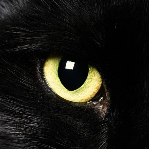 yetiye's profile picture. Yeti Ye ,Co-founder& COO of Game publisher 2P Games